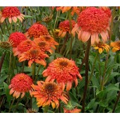 Эхинацея Echinacea Secret Lust